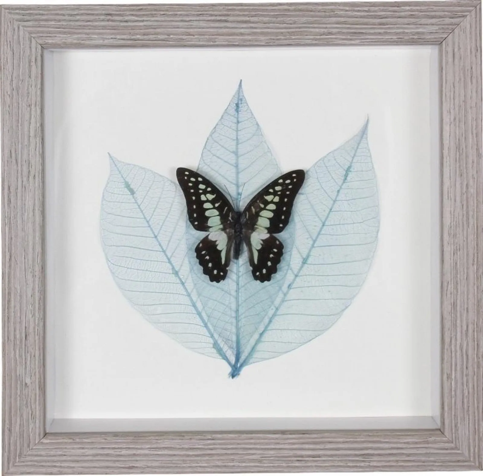 Wall Art - Framed Butterfly Exotic Black and Turquoise